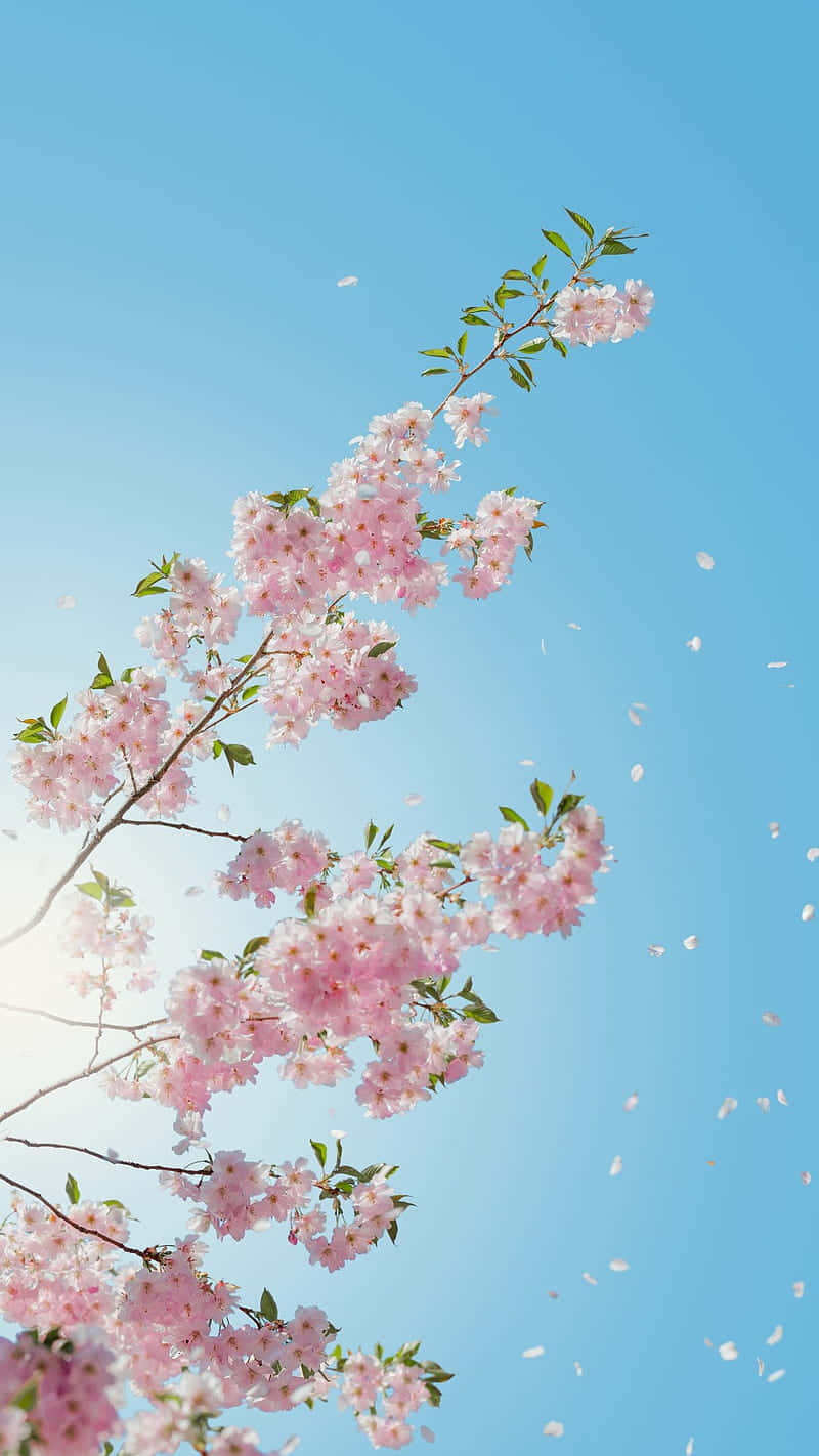 A Pink Cherry Blossom Tree With Blue Sky Wallpaper