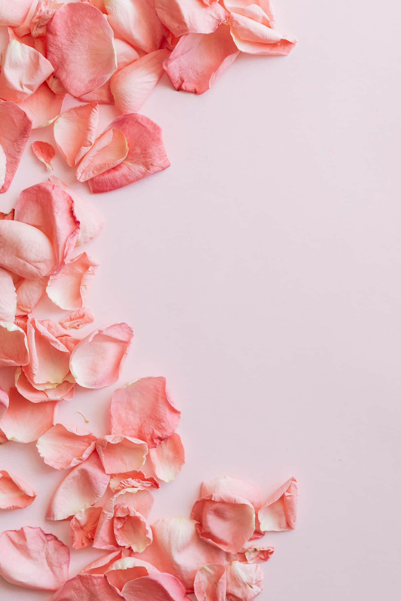 Pink Rose Petals On A Pink Background Wallpaper