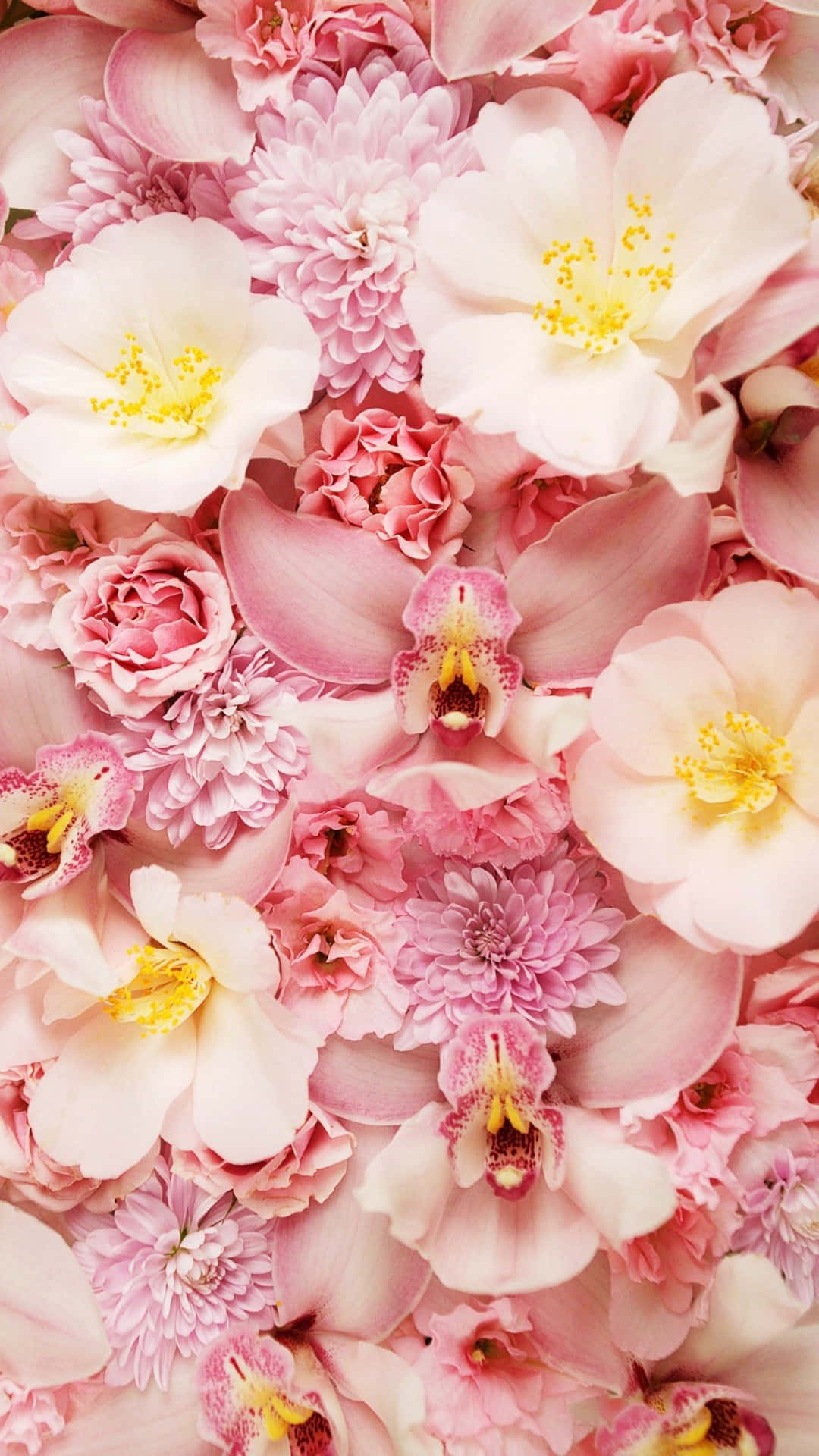A Bunch Of Pink Flowers Wallpaper