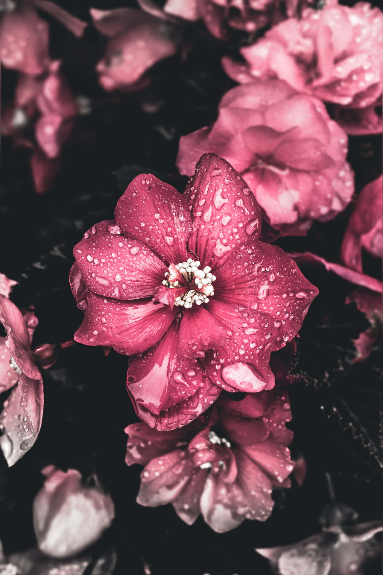 A Black And White Photo Of Pink Flowers With Water Droplets Wallpaper