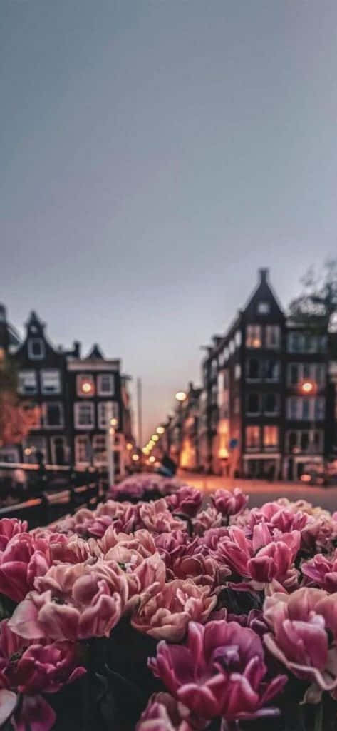 Pink Flowers In The Middle Of A City Wallpaper