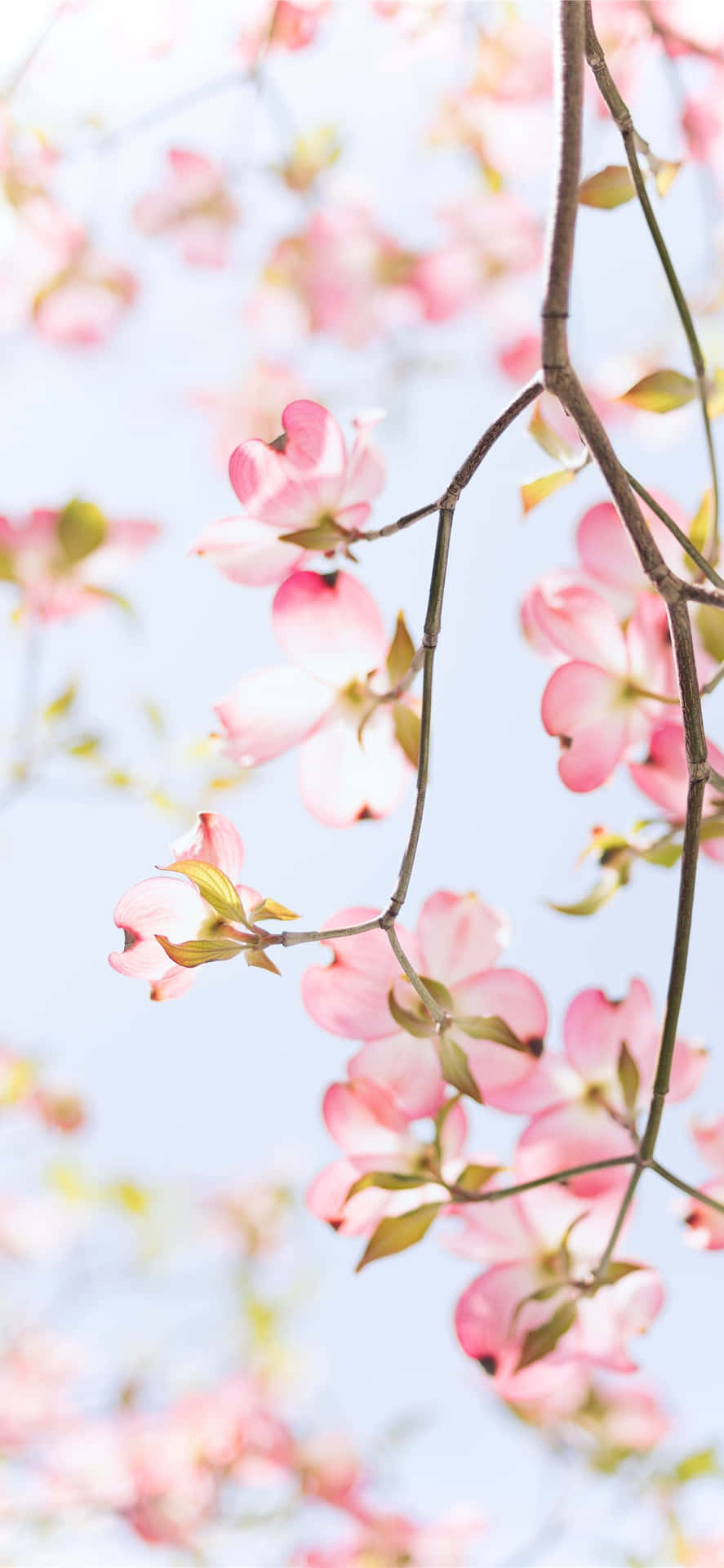 Pink dogwood blomster mod en blå himmel Wallpaper