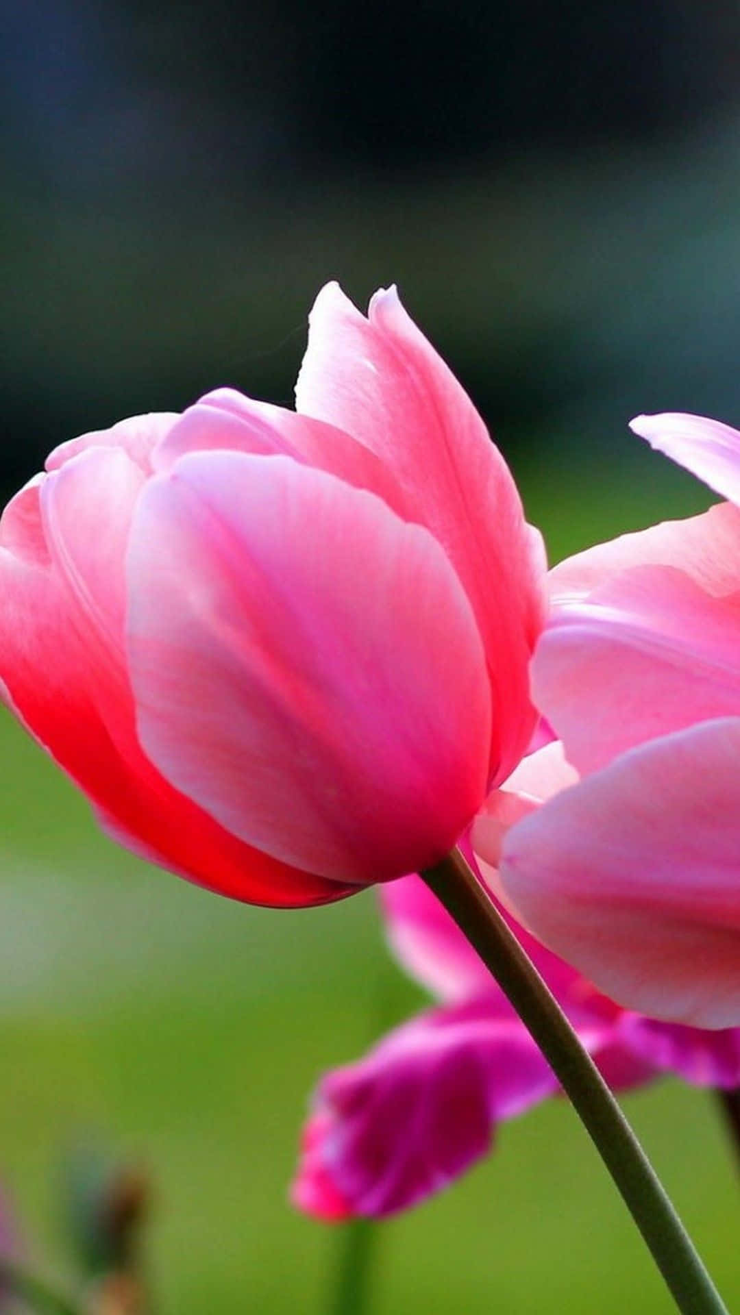 rosa tulipaner i haven Wallpaper