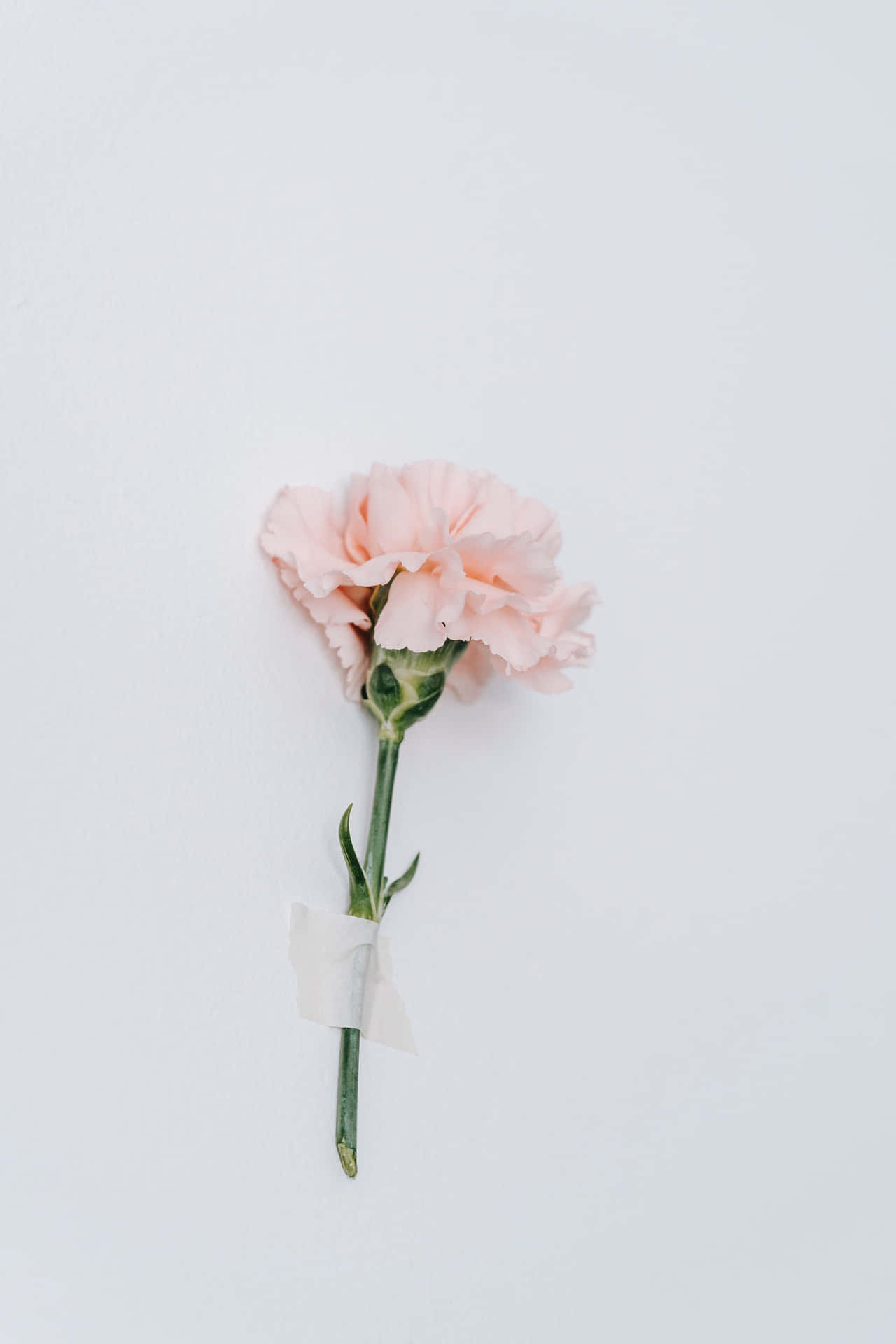 En pink karnationsblomst er placeret på en hvid baggrund. Wallpaper