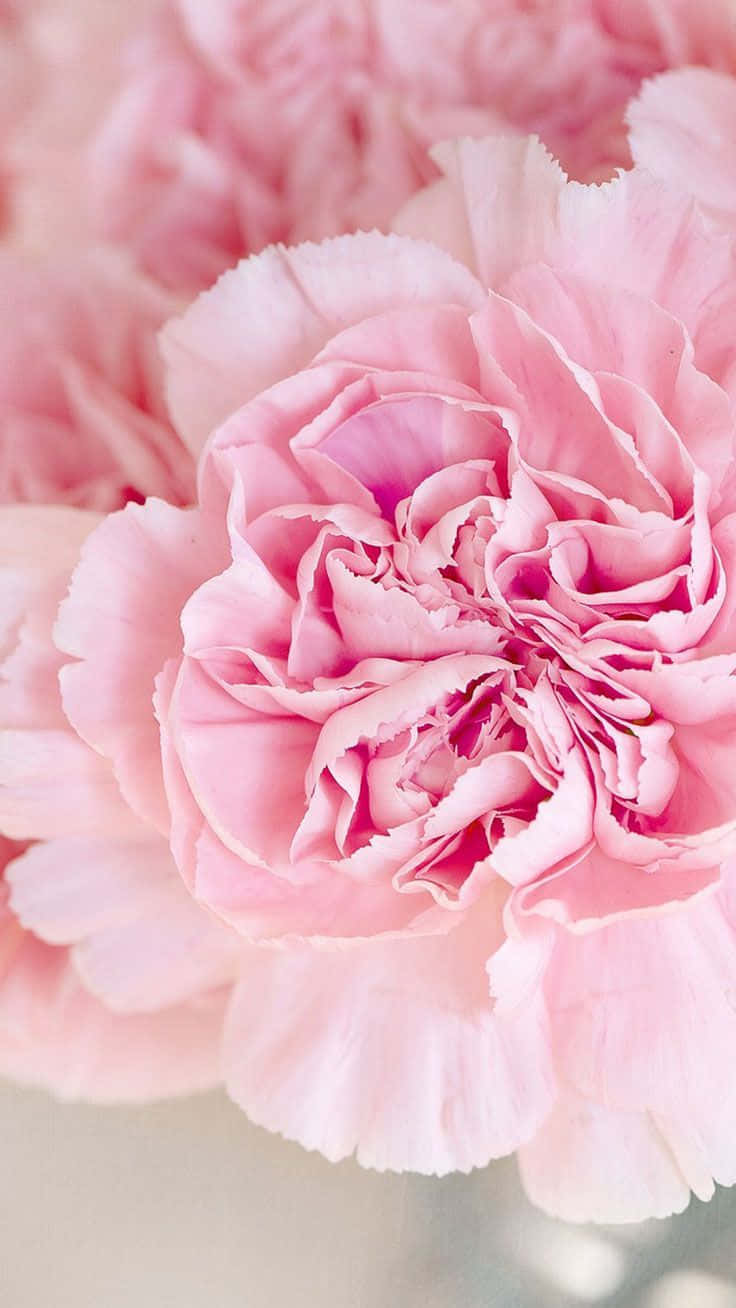 Pink Carnations In A Vase Wallpaper