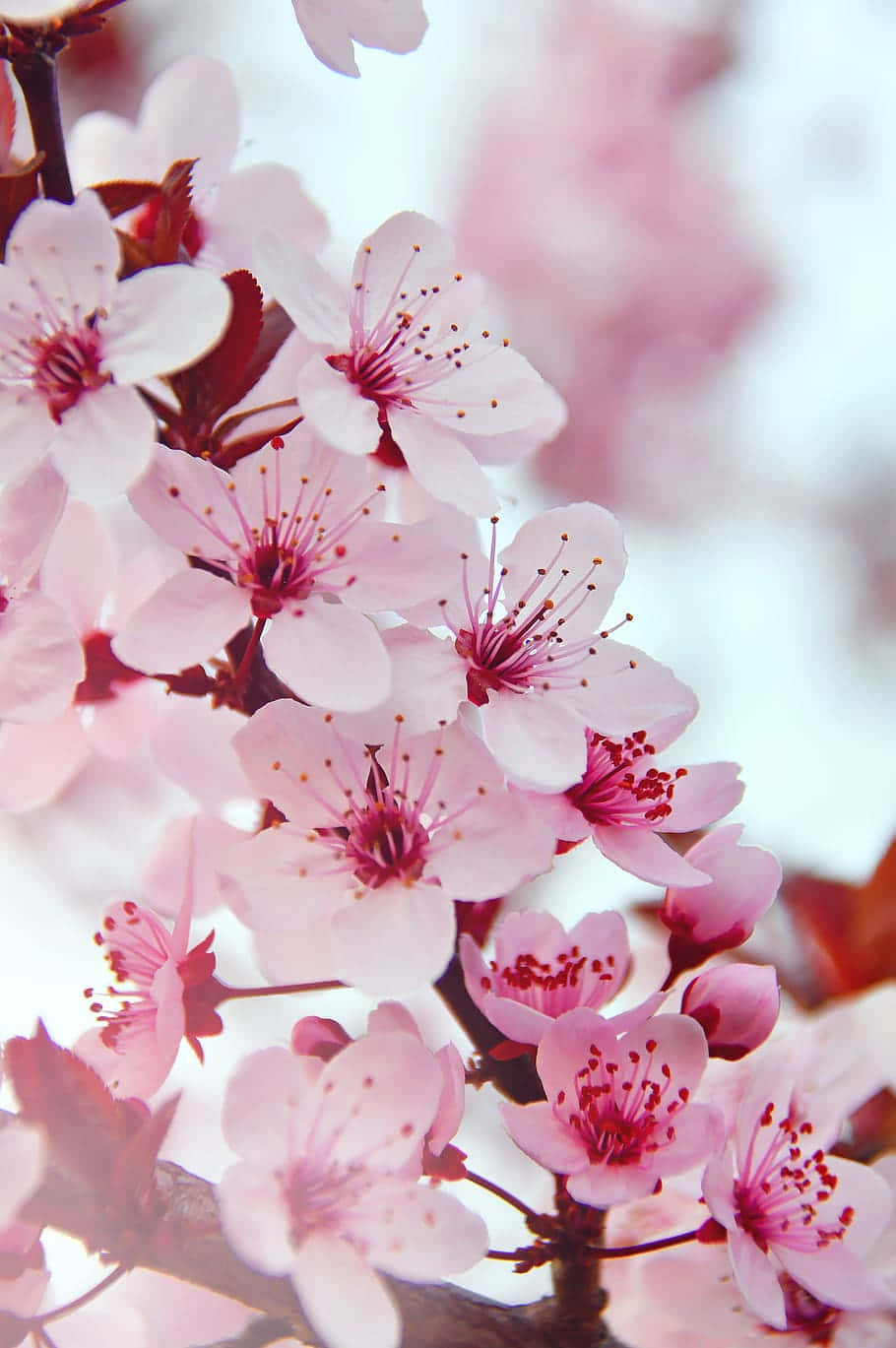 Nyd de smukke, slående farver på et pink blomst telefon baggrund. Wallpaper