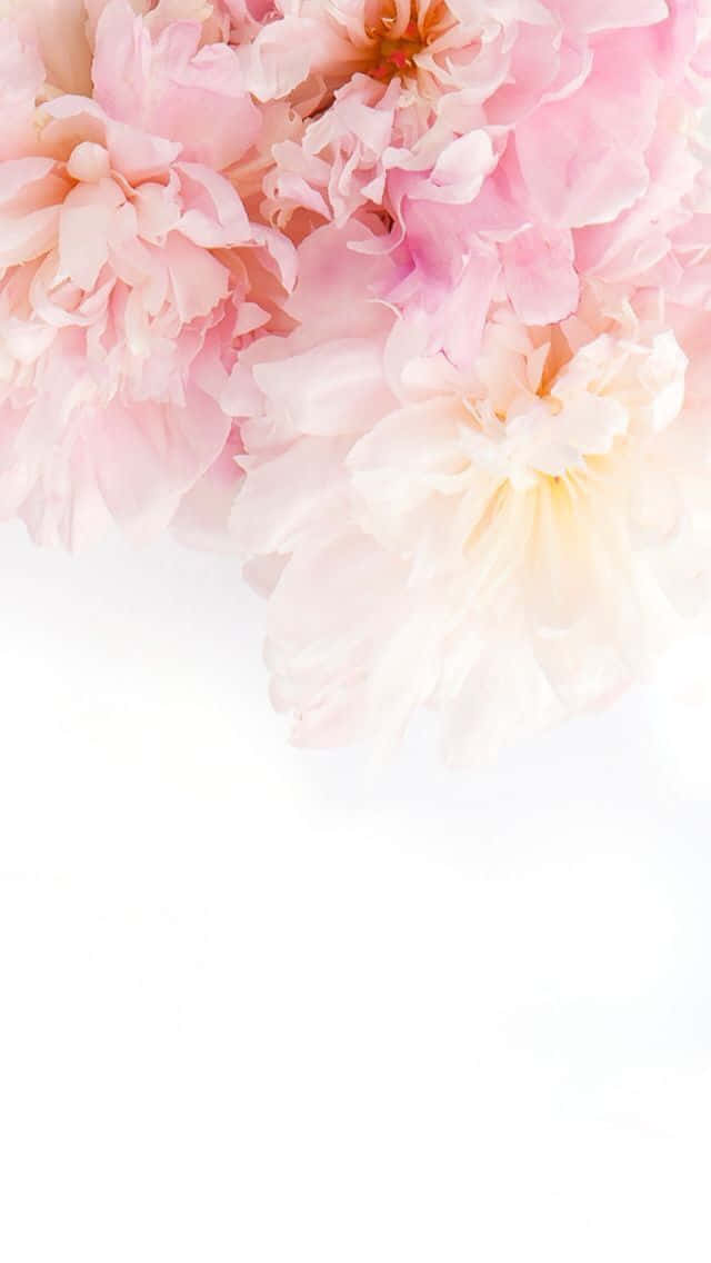 Pink Peonies On White Background Wallpaper