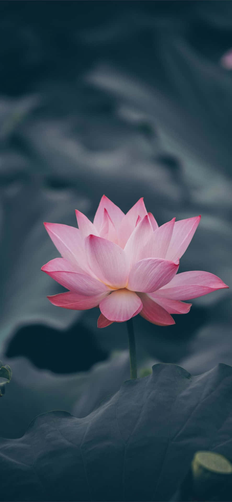 Download A Pink Lotus Flower Is Floating In The Water Wallpaper ...