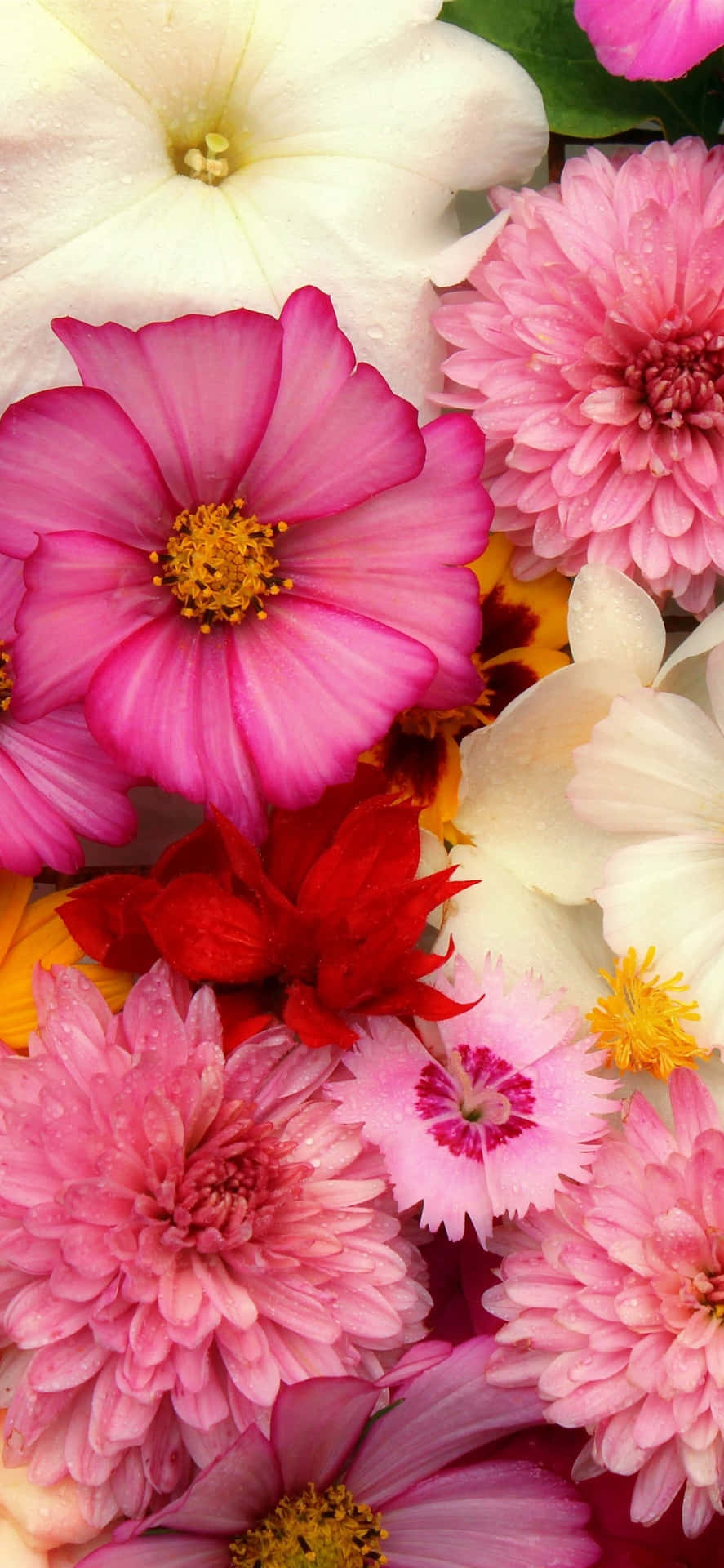 Feiernsie Die Natur Mit Diesem Pinken Blumenhandy Wallpaper