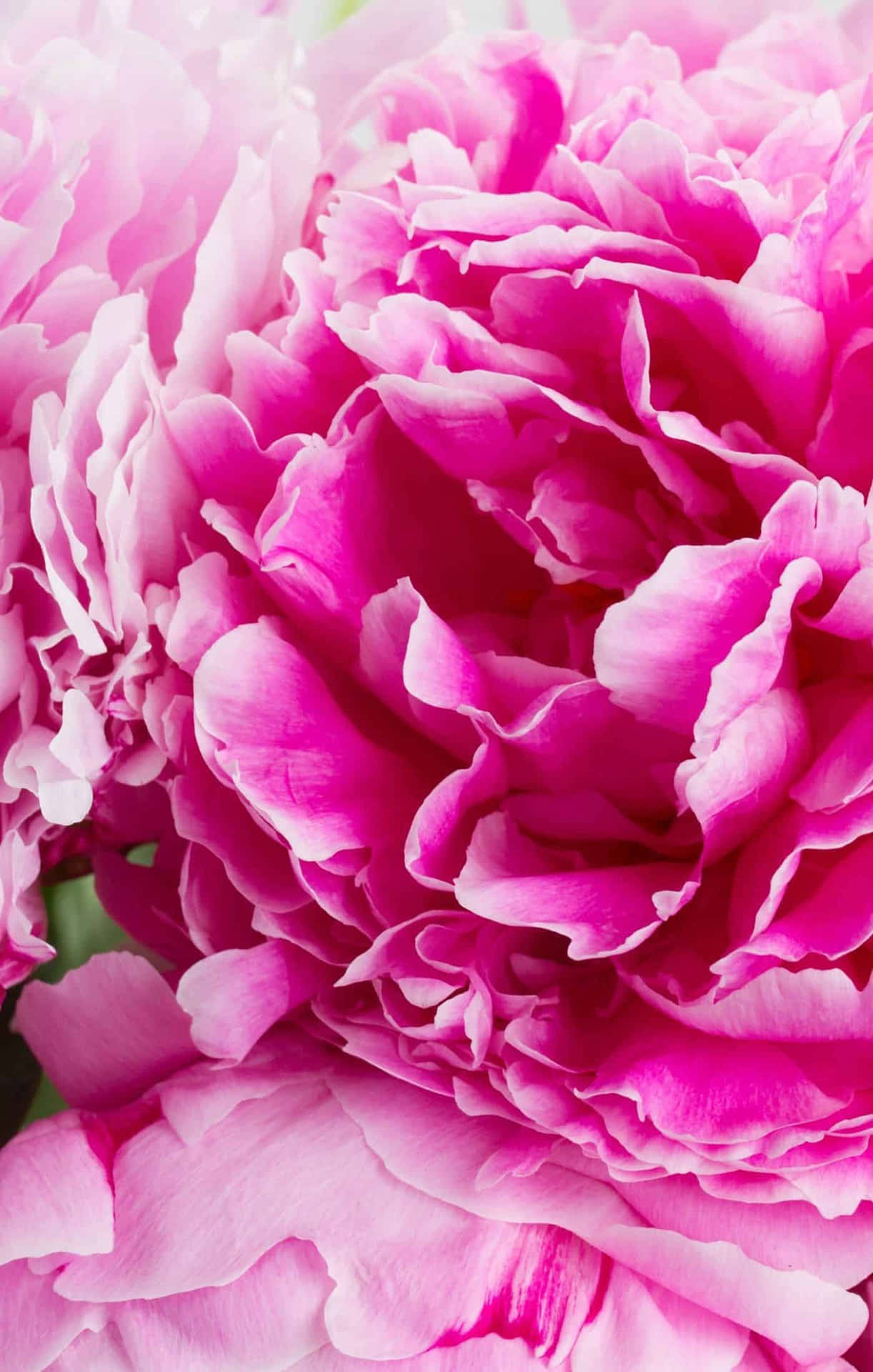 Unlock the Beauty of Nature: A Pink Flower adorning a Phone Wallpaper