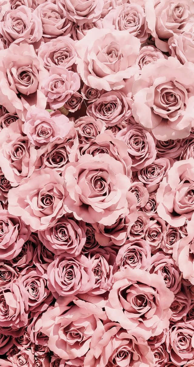 Rosarosen In Einem Großen Haufen Wallpaper