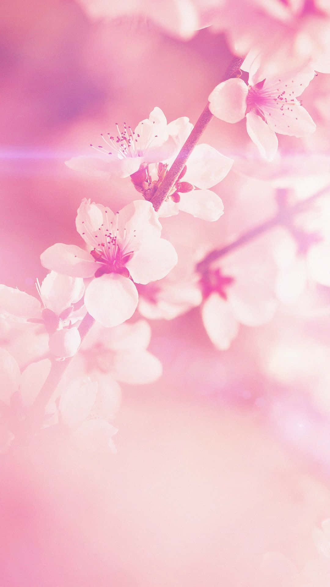 Pink Flowers On A Pink Background Wallpaper