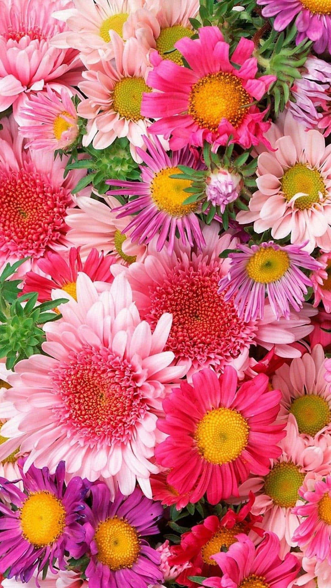 Et tæt opkald af mange lyserøde og lilla blomster Wallpaper