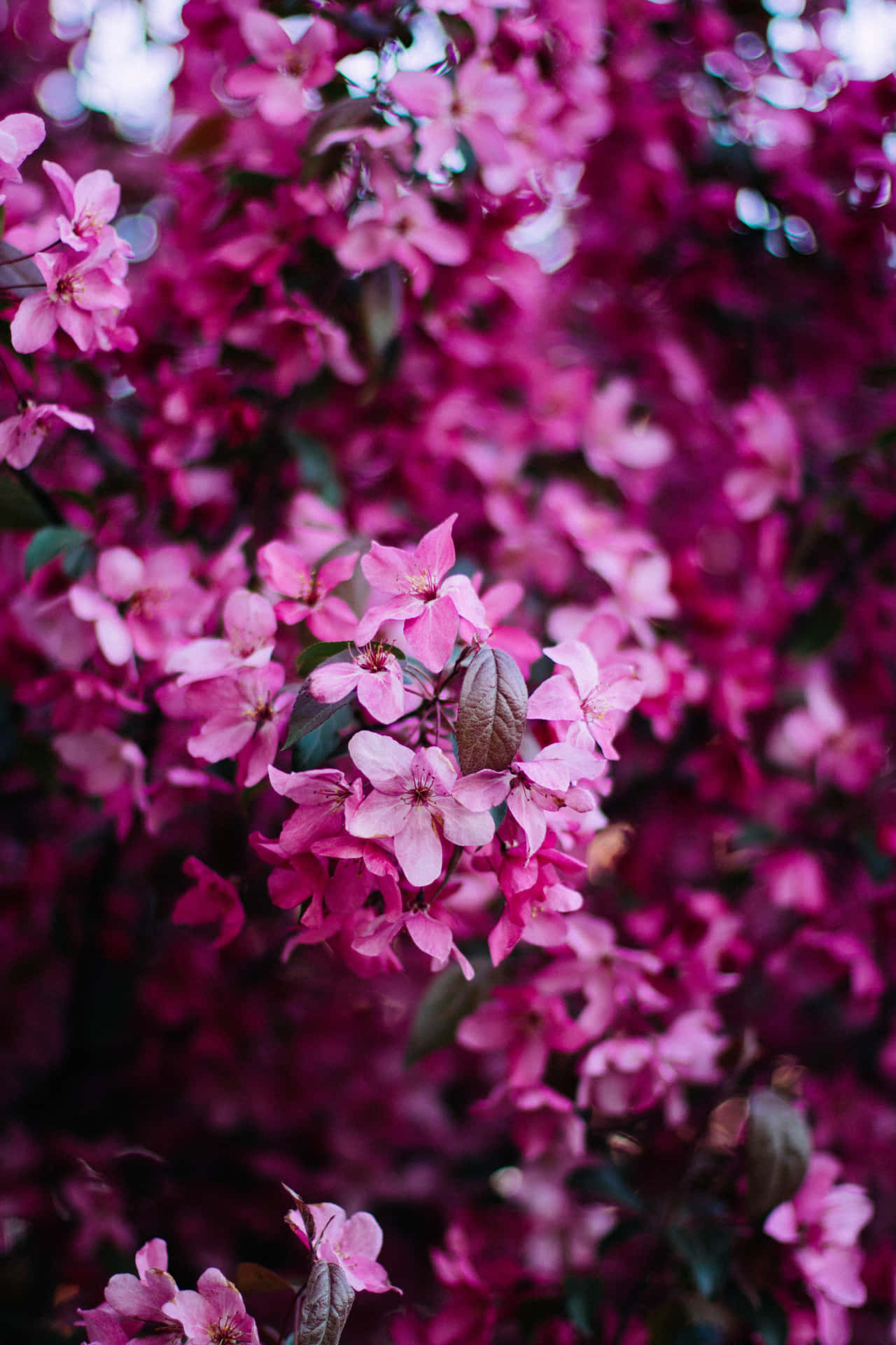 Pink Flowers On A Tree Wallpaper