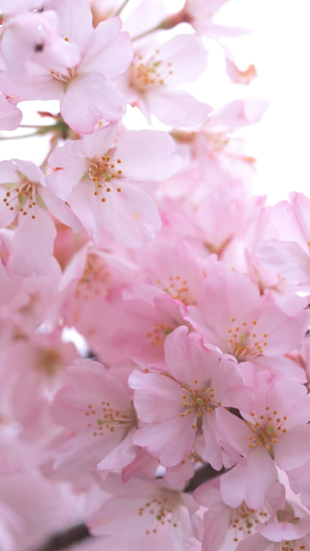 Zeigensie Ihren Stil Mit Einem Stilvollen Pink Flower Telefon Wallpaper