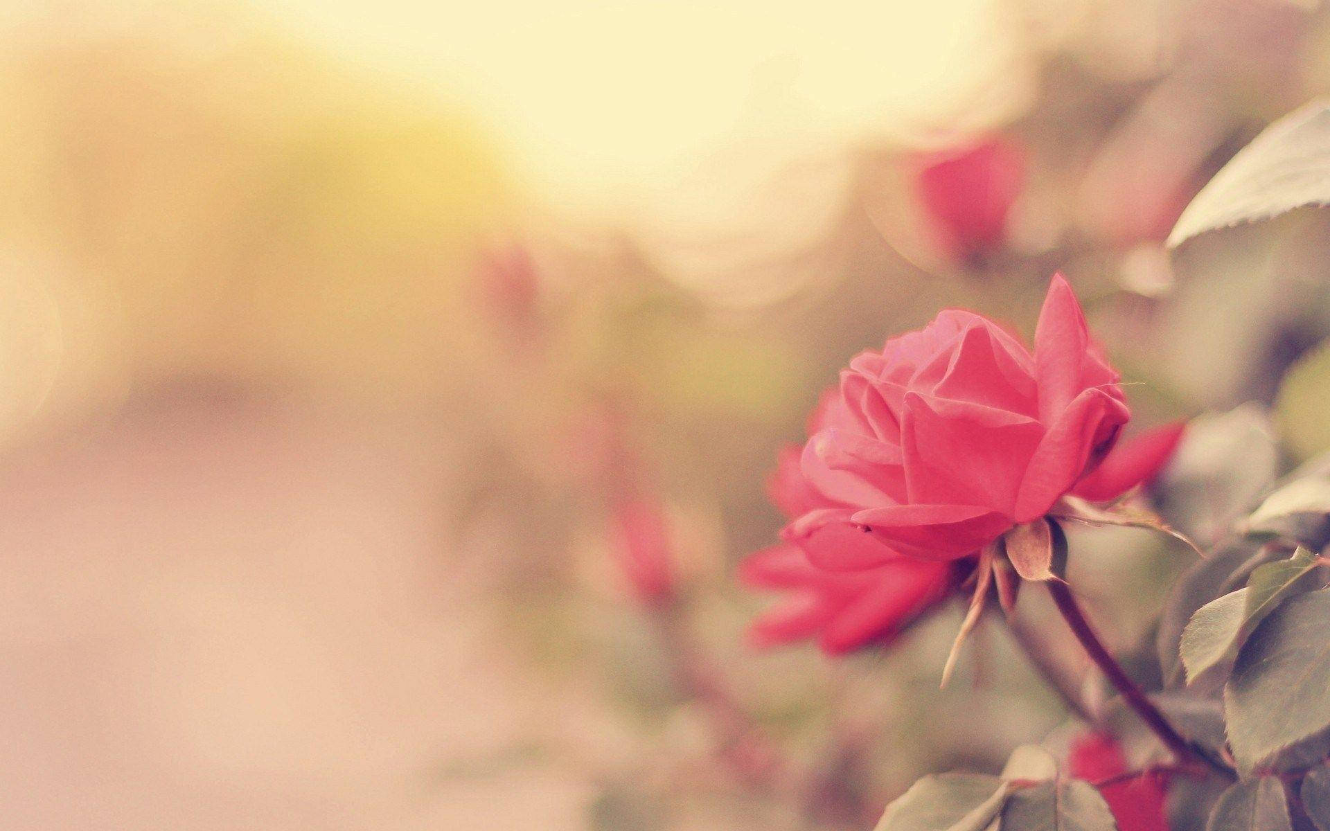Florrosa De Rosa. Fondo de pantalla
