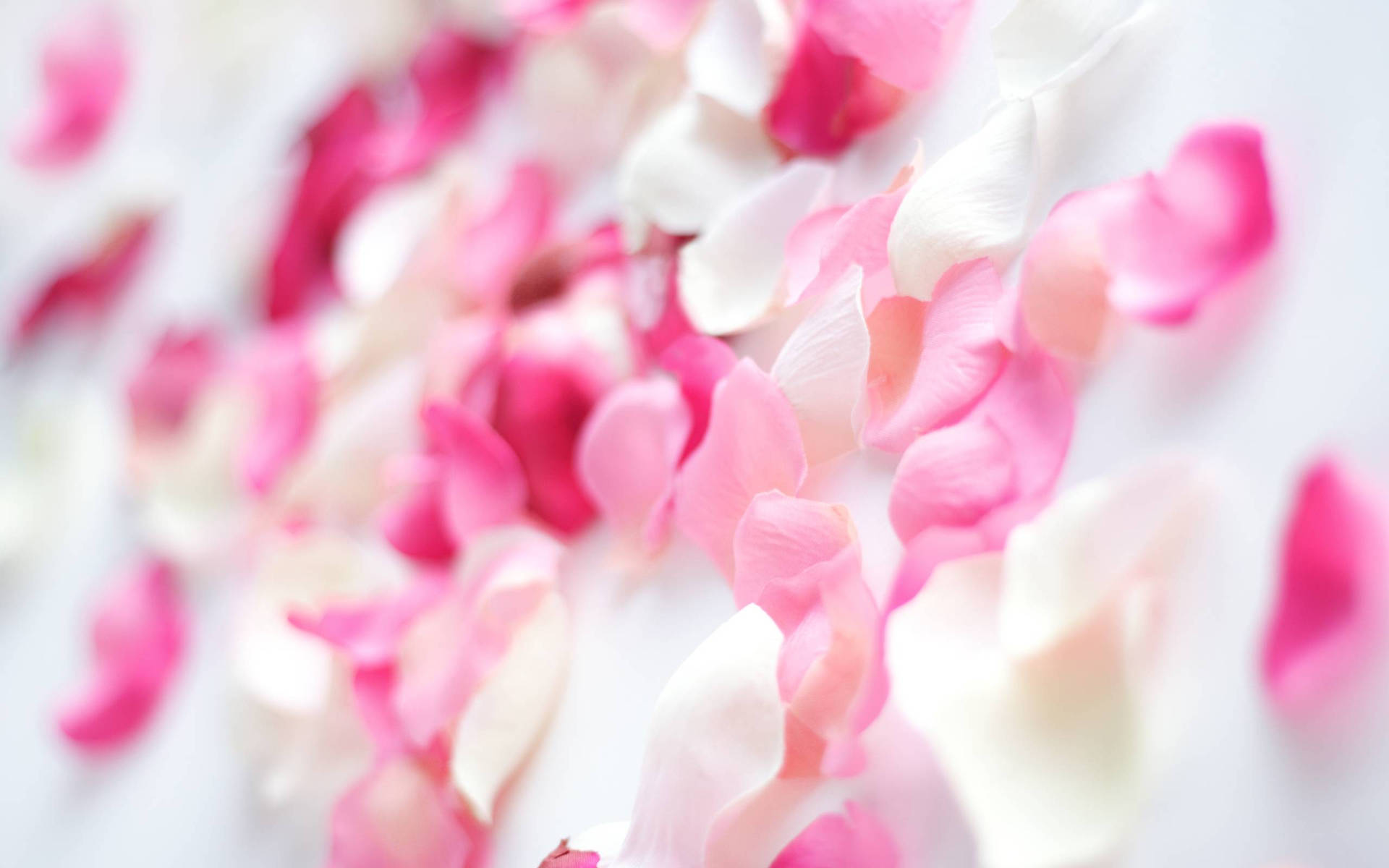 Rosablume Mit Seitlich Geneigten Blütenblättern. Wallpaper