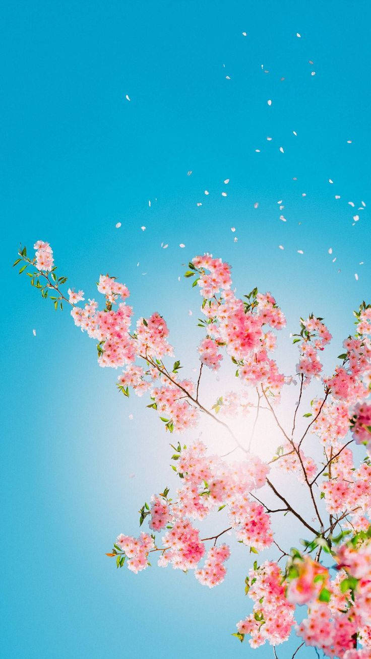 Lyserøde Blomstre Træ Smukke Telefon Tapet Wallpaper