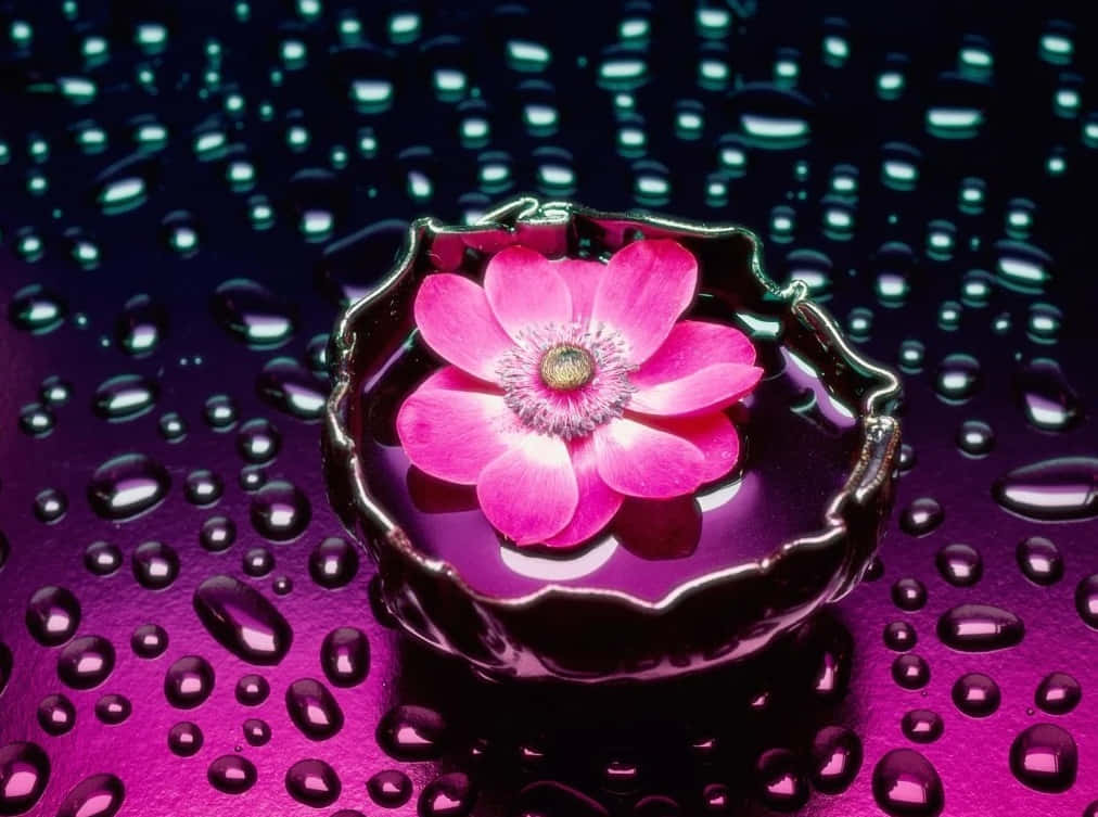 Pink Flower Water Droplets Purple Backdrop Wallpaper