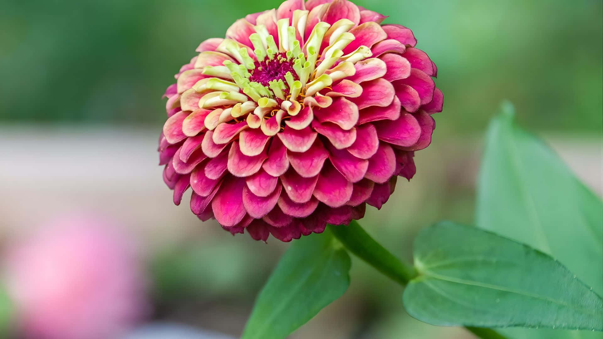 Bunga Pink Dengan Daun Hijau Wallpaper