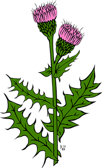 Pink Flowered Plant Illustration PNG