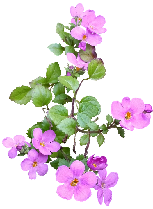 Pink Flowering Branch Isolated PNG