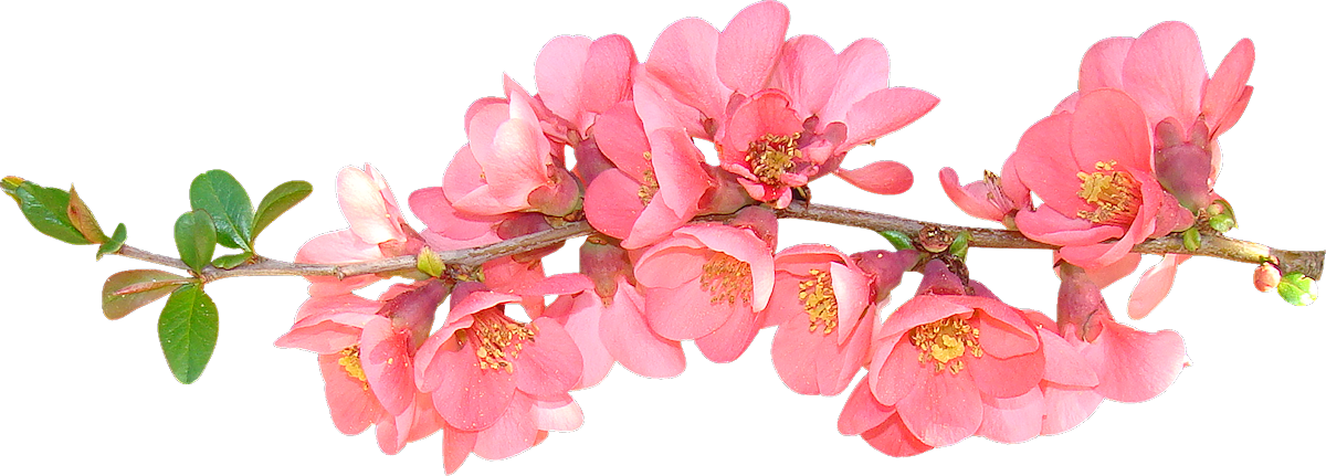 Pink Flowering Branch Transparent Background PNG