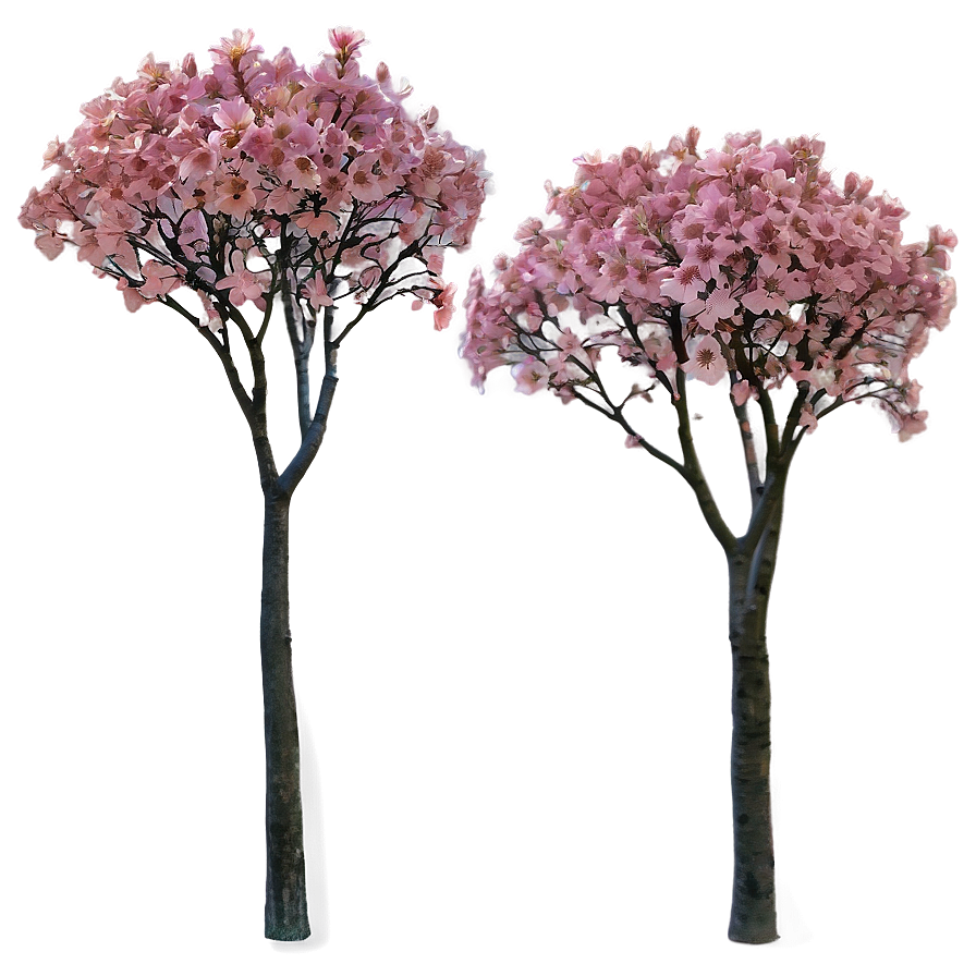 Pink Flowering Tree Png 05242024 PNG