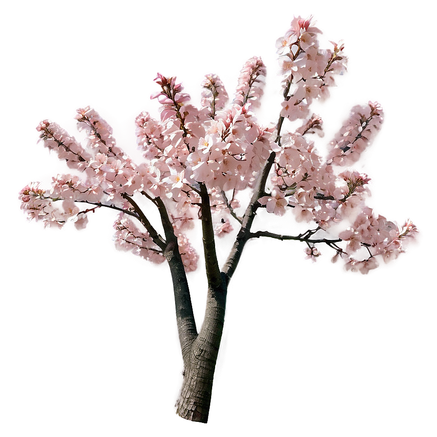 Pink Flowering Tree Png Axu52 PNG