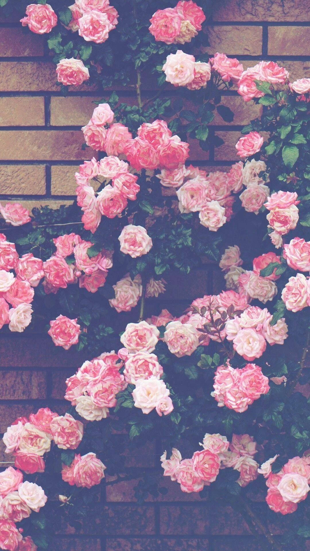 Enchanting Aesthetic of Pink Flowers Against a Wall Wallpaper