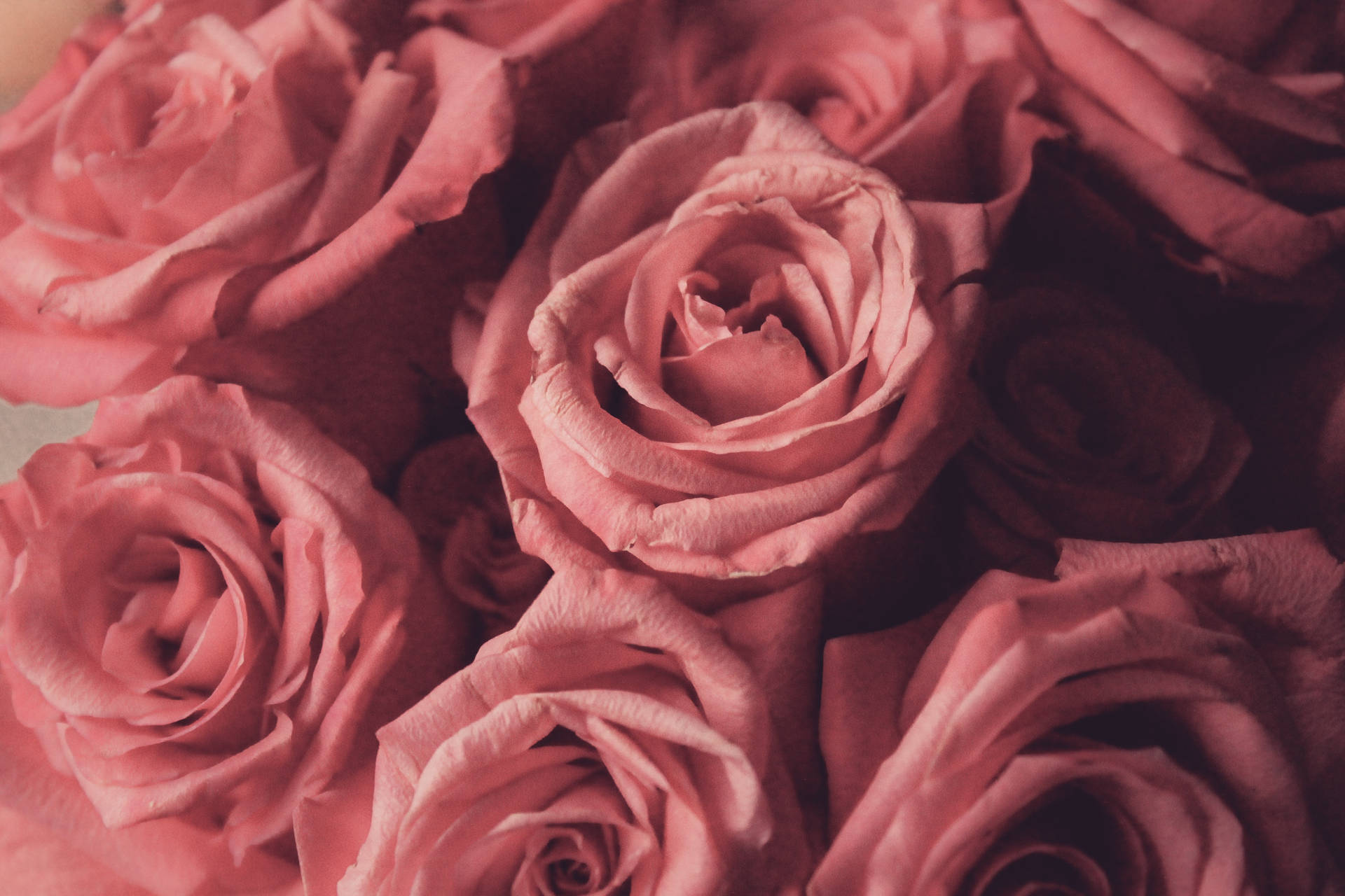Pink Flowers Aesthetic Roses Wallpaper