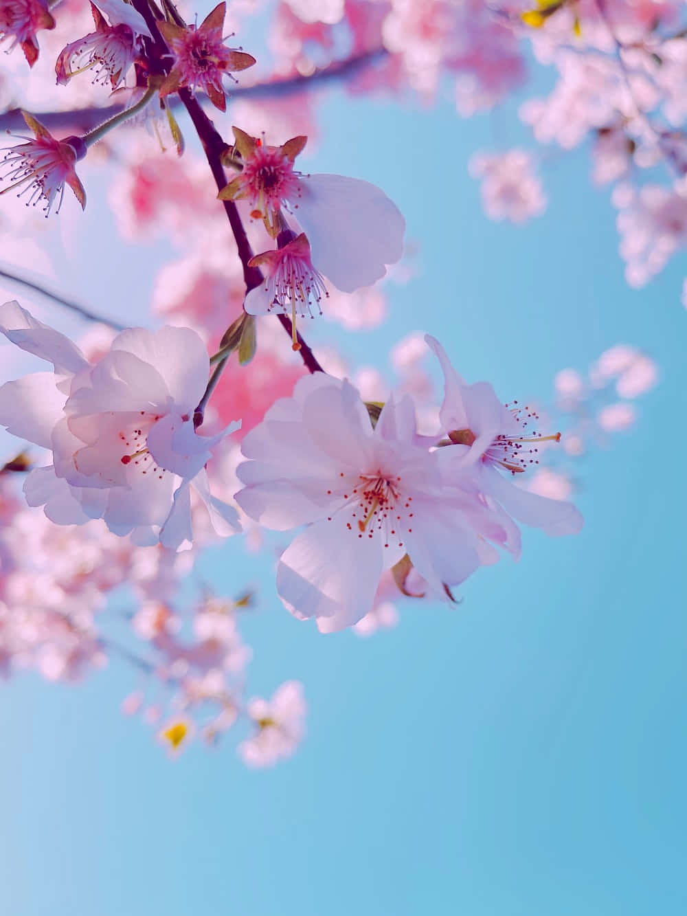 Blooming pink flowers against a blue sky (++add your own creative spin)