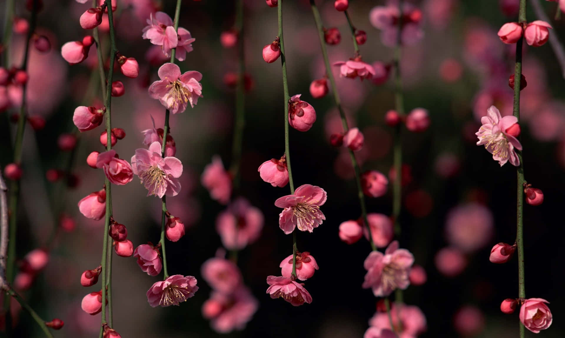 Tætpå Smukke Lyserøde Blomster.