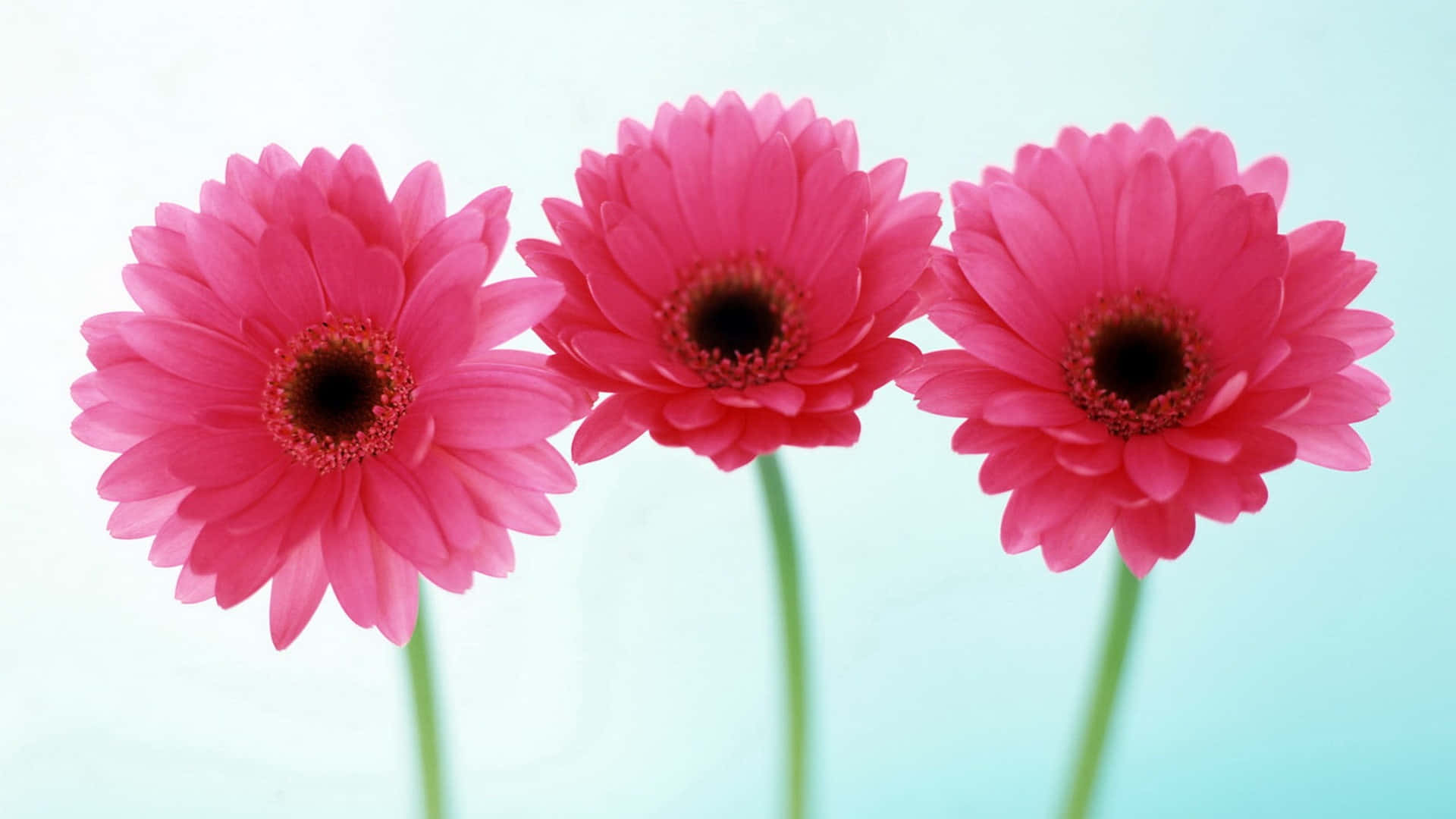 Three Pink Gerberas Are In A Vase Against A Blue Background