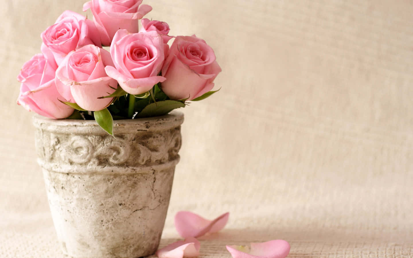 Ömtåligaoch Väldoftande Rosa Blommor