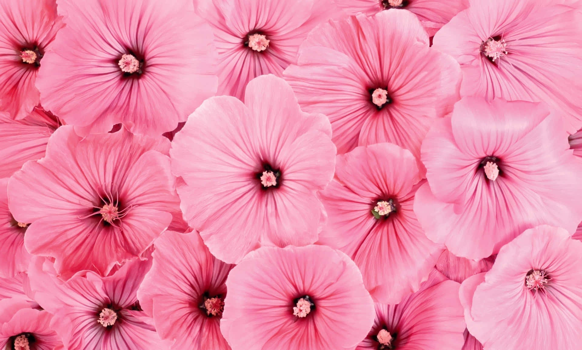 Pink Flower Background Photos, Download The BEST Free Pink Flower