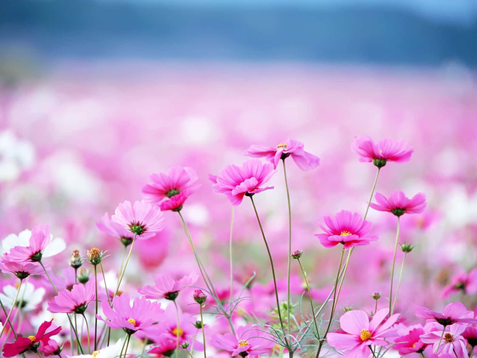 Einhelles Feld Pinker Blumen, Perfekt, Um Deinen Tag Aufzuhellen
