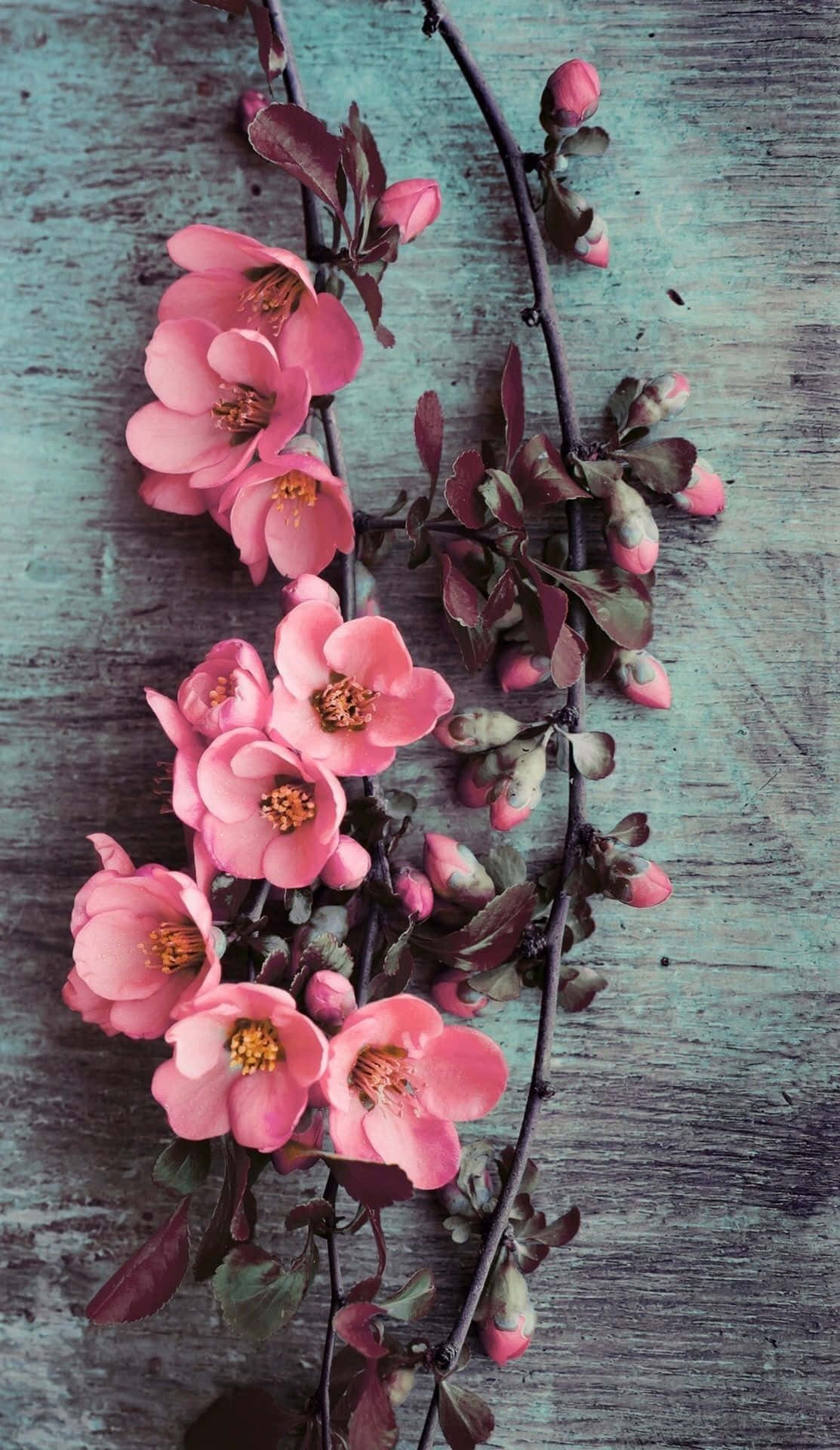 Unramo Agrupado De Hermosas Flores Rosadas.