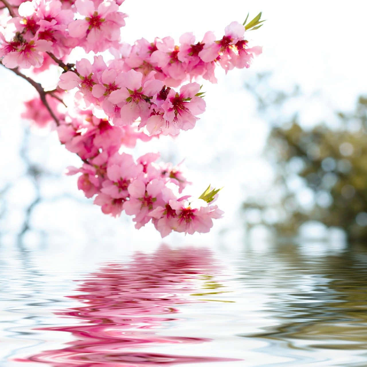 Pink Flowers Are Reflected In Water