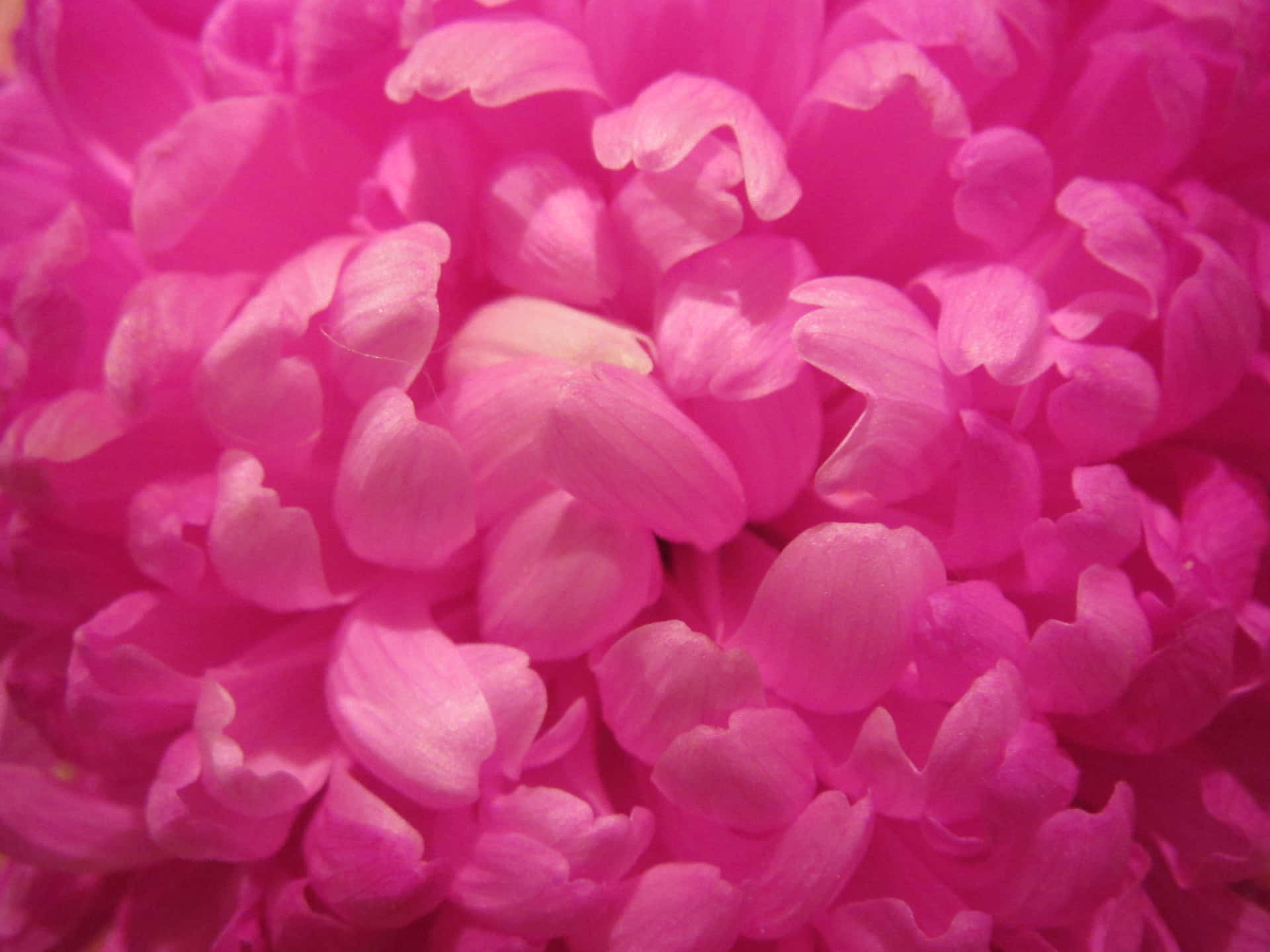 Etnærbillede Af En Pink Blomst.