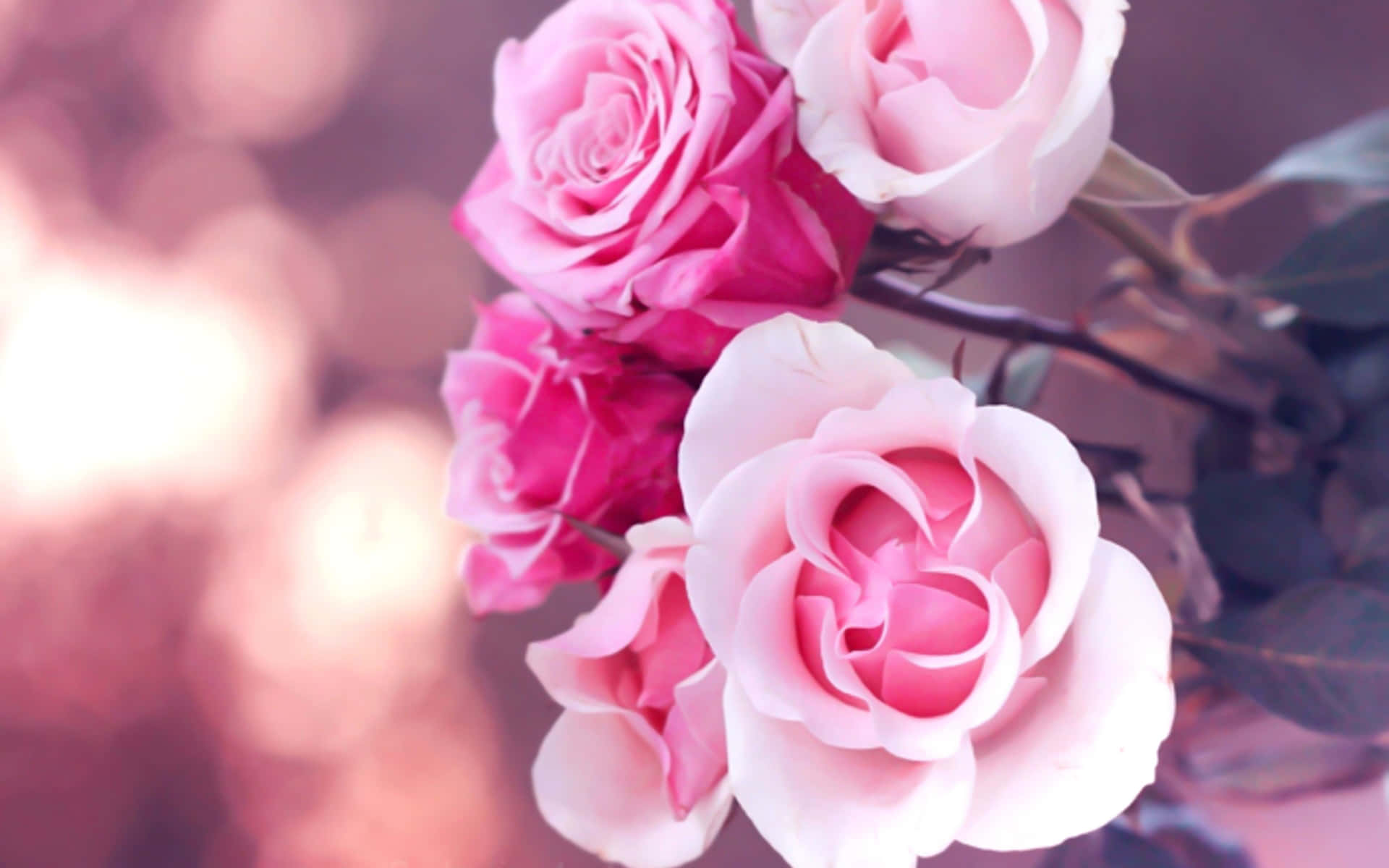 Schönheitder Natur - Ein Feld Duftender Rosa Blumen