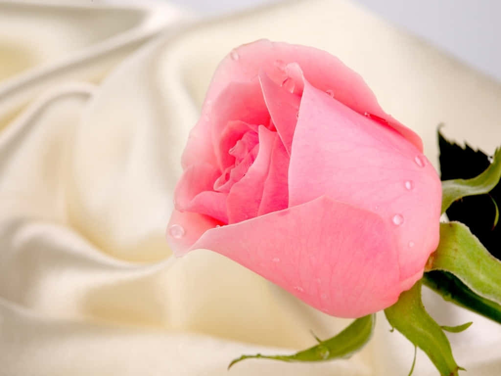 A Pink Rose Is Sitting On A White Background