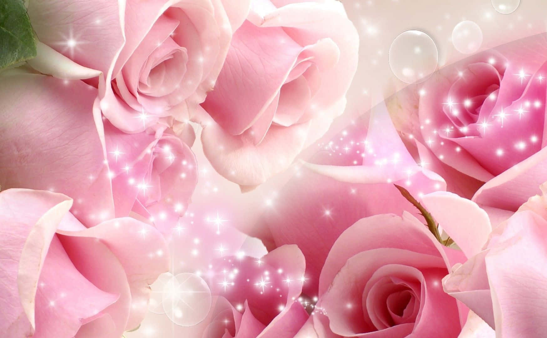 Ljusaoch Vackra Rosa Blommor, Perfekta För En Färgglad Trädgård.