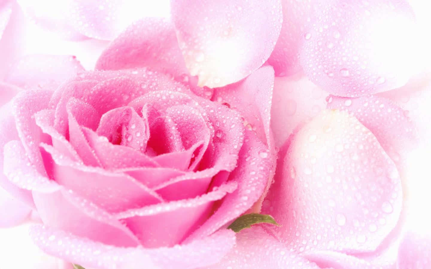 Entuva Exotiska Rosa Blommor
