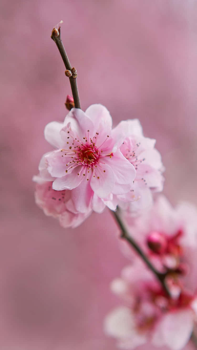 Delicate Pink Flowers Blooming in the Spring