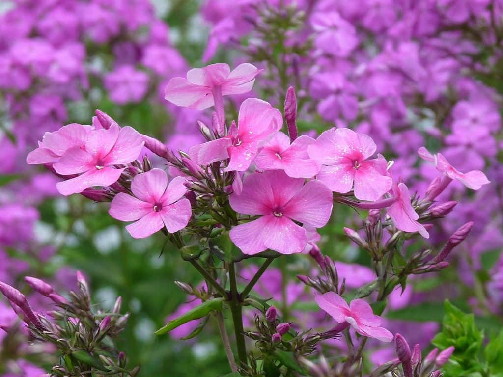 Pink Flowers Captured With A Perennial Smell Wallpaper