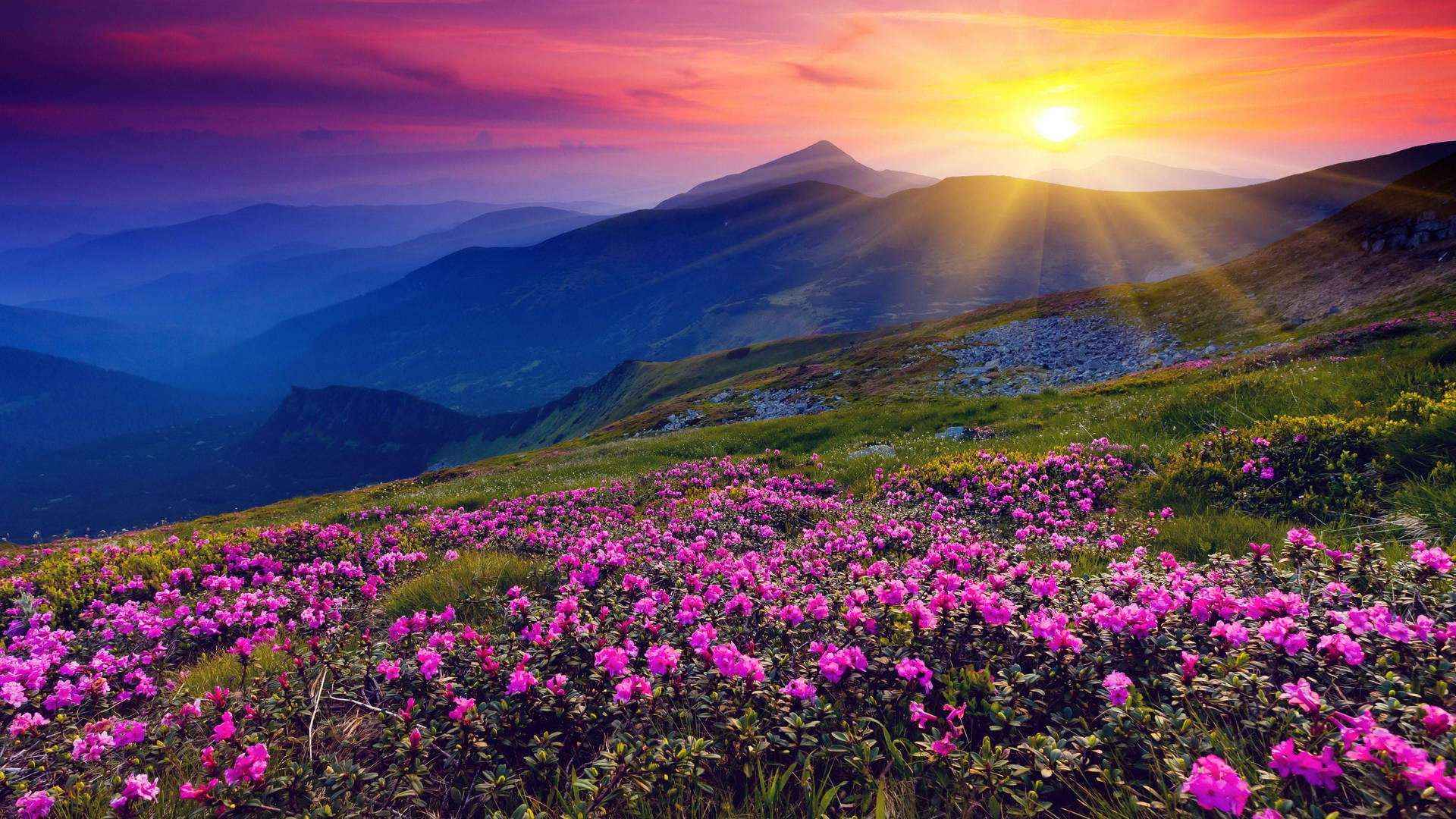 Lyserøde Blomster Field Hill View Wallpaper