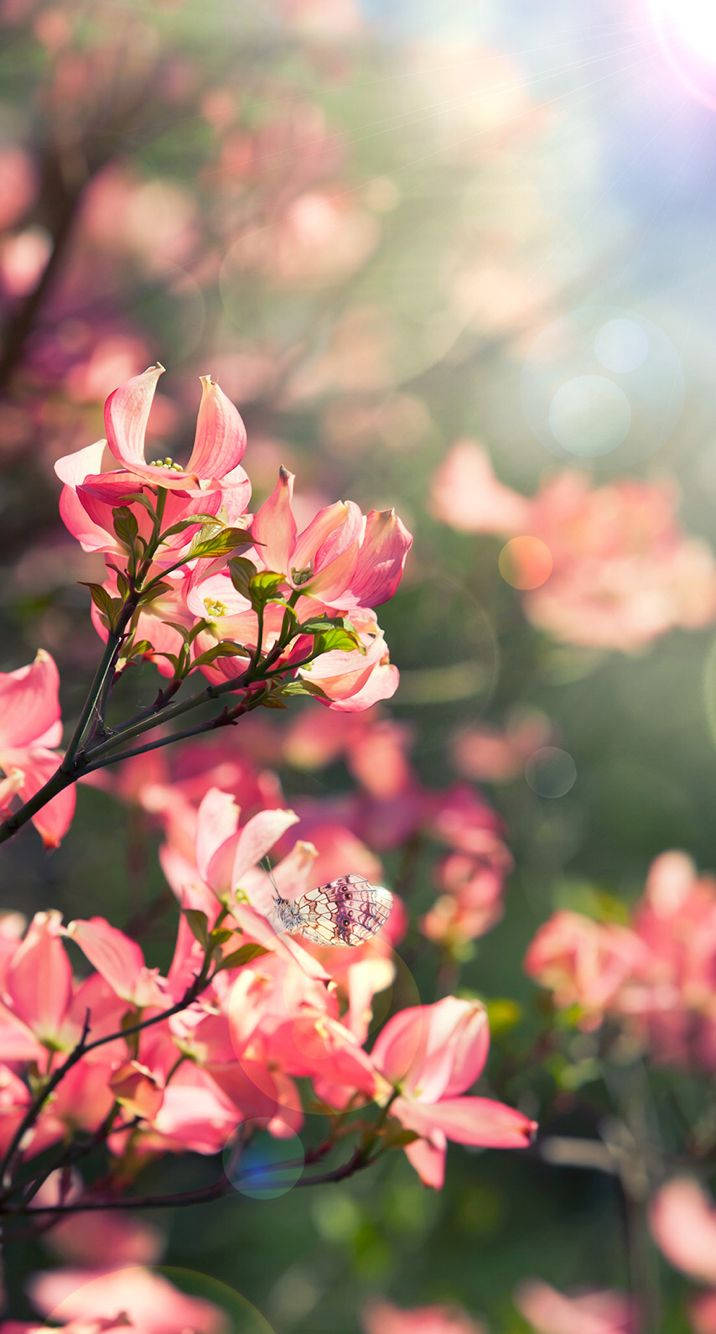 Rosablumen Floral Iphone Wallpaper