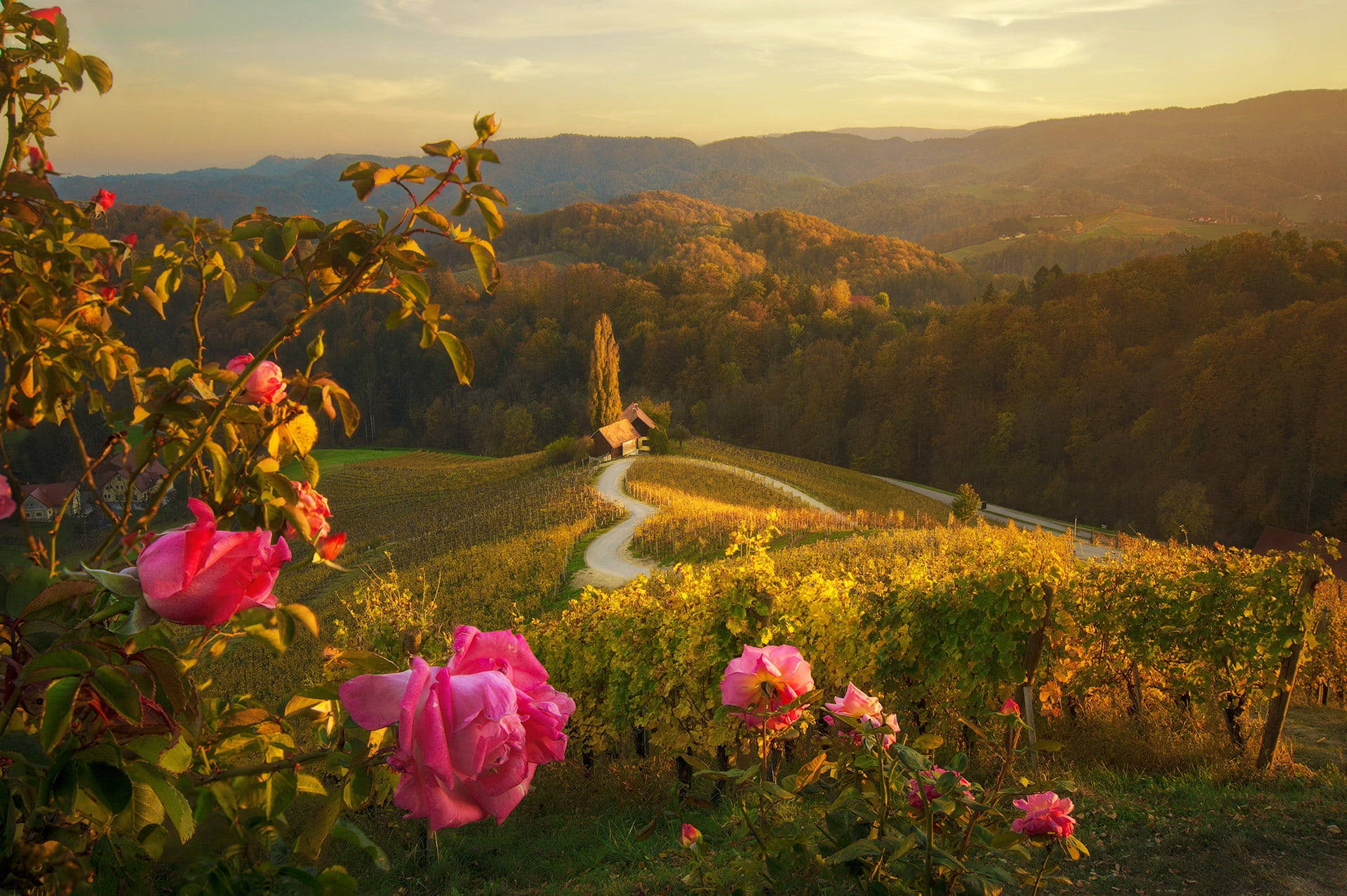 Blickauf Einen Hügel Mit Rosa Blumen Wallpaper