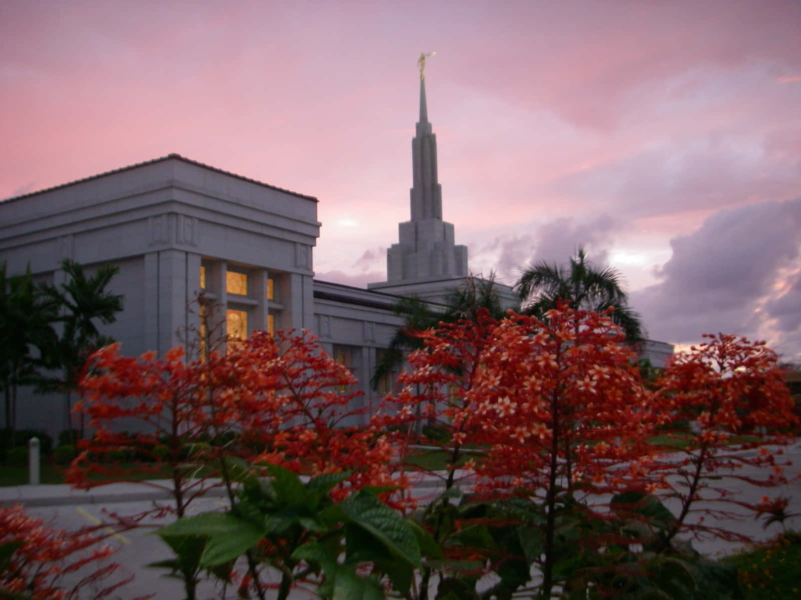 Pink Flowers In Front Of Apia Samoa Temple Wallpaper